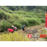 葛竹坪镇：助农秋收暖民心 帮扶群众为民心