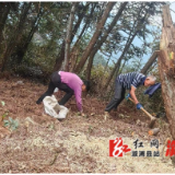 桥江镇灶坪村：林下经济开出“致富花” 中药材种植带动村民发展