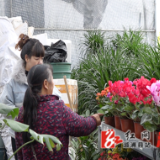 初冬季节花卉市场持续升温