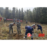 油洋乡：植树造林添新绿，团结协作树新风
