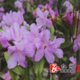 溆浦：杜鹃花开满山红