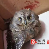 小横垅乡：救助野生动物 共筑和谐生态