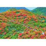 生长空间受挤压，花海出现功能性退化，赏花面积出现减少趋势—— 大围山杜鹃花“保卫战”