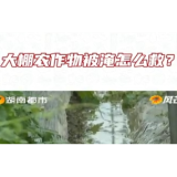 大棚农作物被淹怎么救?