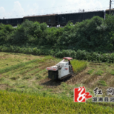 观音阁镇：又是一年稻谷黄 田间地头秋收忙