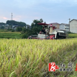 祖师殿镇：正是水稻收割时，稻花香里说丰年