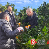 大江口镇：深入柑橘园体验采摘 共话种植经验助农增收