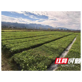 水东镇：机械移栽赋能油菜产业 跑出乡村振兴“加速度”