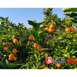 卢峰镇山门垅村：百亩脐橙喜迎丰收 “甜蜜经济”赋能乡村振兴