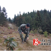 溆浦县兰岗山国有林场：建设生物防火阻隔带，筑牢生态 “防火墙”