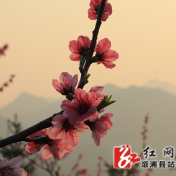 福地怀化 浪漫溆浦 | 两丫坪镇：桃花美了山坡 富了村民