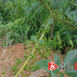 深山到舌尖：木姜子鸡“烹”出乡村致富路