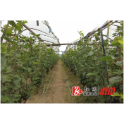 桥江镇林家坡：桑葚缀满枝 田园采摘热