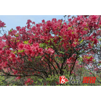 五一寻芳何处去？溆浦长丰映山红正艳
