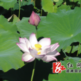 水东镇刘家渡村：满塘荷韵醉游人