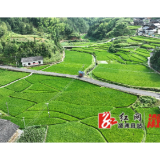 溆浦县高坪村：立秋染稻尖  风拂稻浪报丰信