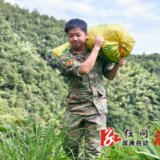 沿溪乡：与天争时抢农忙 民兵助农“战”田畴