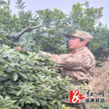 沿溪乡：永不褪色的忠诚  退役军人书记的乡村“新战场”