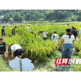 统溪河镇学校开学第一课：稻田里的“自然课堂”与劳动教育实践