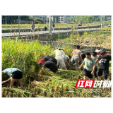 水稻丰收季 稻田变课堂——溆浦统溪河镇学校开展水稻收割劳动实践活动