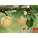 龙庄湾乡：高山金秋梨喜获丰收
