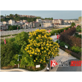 辞海广场栾树渐次开花  艳丽妩媚
