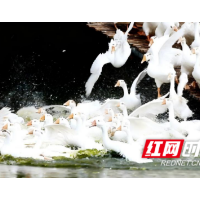 你们很“牛”？“鹅”们不服！ 溆浦男篮邀战新晃