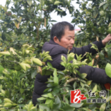 柑桔春管忙 精耕细作盼丰收