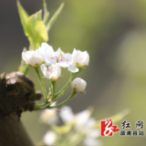 龙庄湾乡：雪韵梨花映高山 春日美景入画来