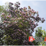 龙庄湾乡：野生乔木杜鹃盛放 绘就春日画卷