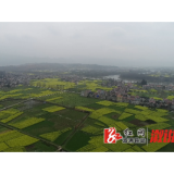 福地怀化 浪漫溆浦 |油菜花盛开 春日风景美如画