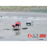 中都乡：别拿铁锤欺负小鱼！执法队出手守住河道“生机”