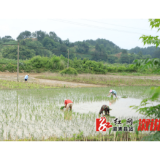 观音阁镇村干部昼夜引水保水稻栽插