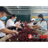 统溪河镇：引进绿色种植企业  提振乡村振兴效能