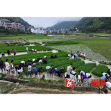 溆浦县统溪河镇学校： 把课堂搬进田间 体验“粒粒皆辛苦”