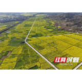 观音阁：3.3万亩油菜花盛放 绘就乡村振兴“金色画卷”