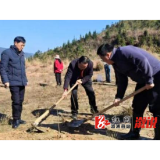 黄茅园镇:“植”此青绿 共绘绿色新篇