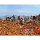 均坪镇：春风催新绿 植树正当时