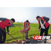 践行林长制 同心添新绿——桥江镇开展春季义务植树活动