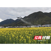 植保无人机“护航”助力夏油增产丰收