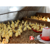 春耕进行时 林下养鹅忙