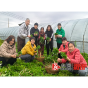 春日限定！蒿菜社饭：一口吃下整个春天的山野馈赠