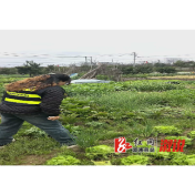 卢峰镇开展禁种铲毒排查宣传工作