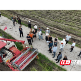 观音阁镇：科技助农促丰收 机械减损稳增收
