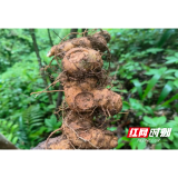 溆浦道地黄精:九蒸九晒传古法 医院专家话养生