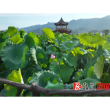 夏日消暑好去处!刘家渡荷塘清风送凉引客来