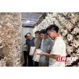 县科技局:食用菌专家深入溆浦开展科技帮扶工作