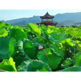 刘家渡荷花要开啦