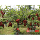 龙庄湾乡：高山富硒梨喜获丰收