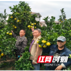 卢峰镇：柑橘产业生“金” 绿了青山富了民